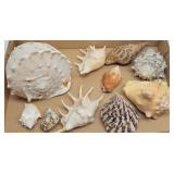 Marine Shells: Spider Conches, Murex, Large Conch