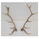 Six Point Elk Antlers / Trophy Rack