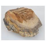 Petrified Wood Rock