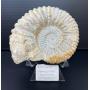 Fossil & Mineral Auction Private Estate Collection