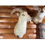 Sportsman: Taxidermy and Hunting Rifle Collection Mertztown, Pa