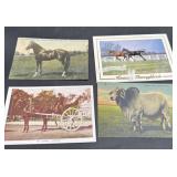 Vintage horse/bull postcards