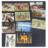 Vintage wildlife postcards