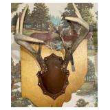 Deer antlers mounted