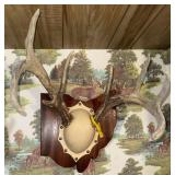 Mounted deer antlers