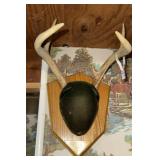 Mounted deer antlers