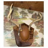 Mounted deer antlers