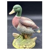 Andrea Mallard Duck