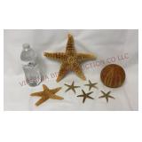 Natural Starfish & Sea Urchin