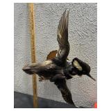 Antique taxidermy flying duck hooded merganser