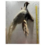 Silver pheasant antique taxidermy rare bird