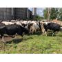 Short Notice Dairy Auction 