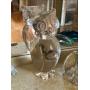 WIPPEL REVOCABLE TRUST ONLINE AUCTION