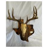 Whitetail Deer European Rack Mount