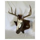 European Whitetail Deer Skull Mount