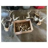 Deer antlers