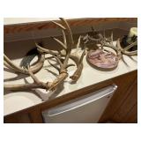 Deer antlers, collector
