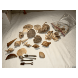 Seashells, brain coral