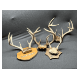 4 pairs of antlers