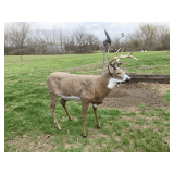 Flambeau full size deer decoy