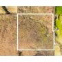 40 Acres of Land in Hunnewell, MO Available for Auction