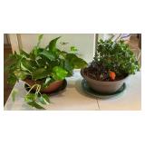 Live Golden Pothos and Ripple Jade