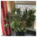 Jade plant in planter on wooden step stool