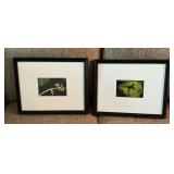 Pair of frog photos