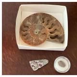 Ammonite fossil and stones.