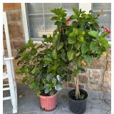 2 live plants