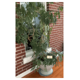 Dwarf Umbrella Tree In Large Planter   Approx 6