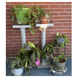 Potted Plants  Two Plant Stands