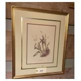 Framed Calothorax Pulcher Hummingbird and Orchid Botanical Art Print