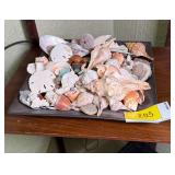 Assorted Shell and Rock Collection