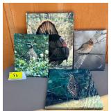 Set of Five Bird Canvas Prints, Turkey and Cardinal Images