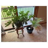 Oak plant stand w small LIVE umbrella plant and a palm plant (may not be alive by pick up)