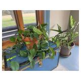 Devils Ivy and Dumb Cane LIVE plants, what a pair!