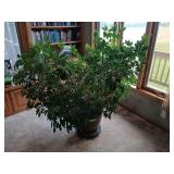 Very large LIVE umbrella tree in 18R x 17H plastic planter