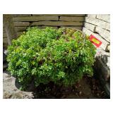 Approx 24R x 12H scalding pot, take the plant too BRING A DOLLY TO MOVE!!