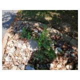 Choice of decorative rocks-LEFT  SIDE