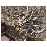 Antlers and horns