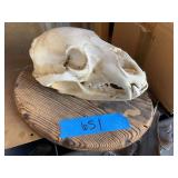 Wood mounted skull