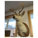Taxidermy white tail