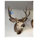 Taxidermy mule deer