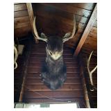 Large moose shoulder mount