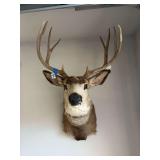 Taxidermy Whitetail mount