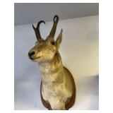 Taxidermy antelope