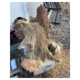 Taxidermy porcupine