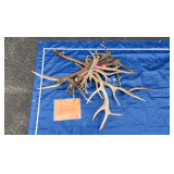 Elk antlers	21 lbs