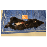 Black bear hide and skull, frozen	Pelt Tag 0077534
